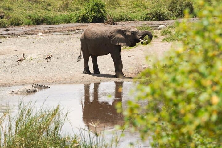 Lake Manyara One-Day Game Drive from Arusha | Wildlife Safari photo 2