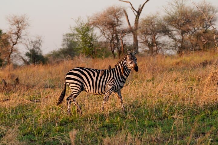 Lake Manyara One-Day Game Drive from Arusha | Wildlife Safari photo 4