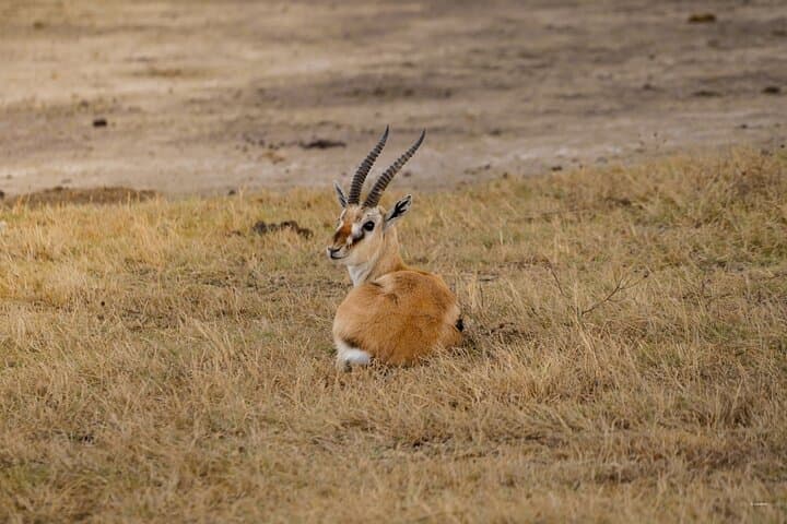 Lake Manyara One-Day Game Drive from Arusha | Wildlife Safari photo 6