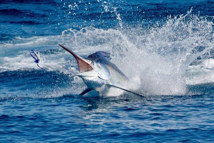 Half-Day Fishing from Praslin Island: Reel Tuna, Marlin & Archipelago Reefs