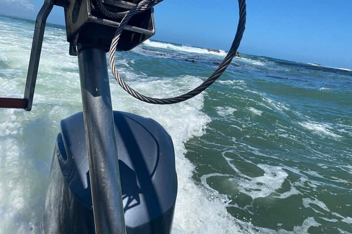 Shark Cage Diving & Winelands Private Tour from Cape Town photo 5