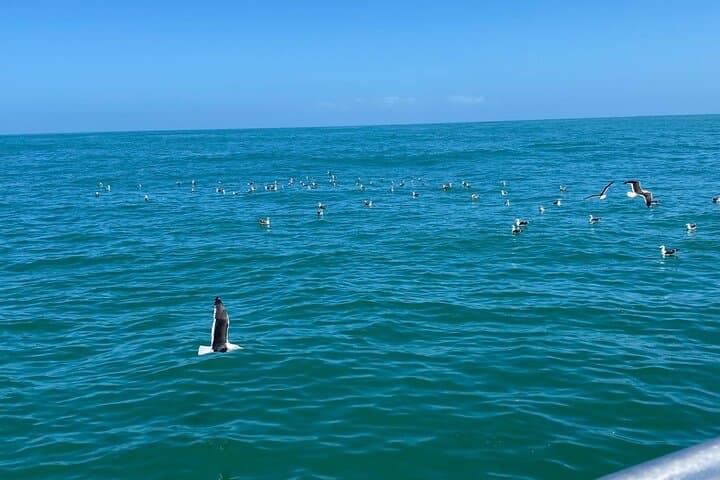 Shark Cage Diving in Gansbaai: Private Boat Access & Cage Experience photo 3