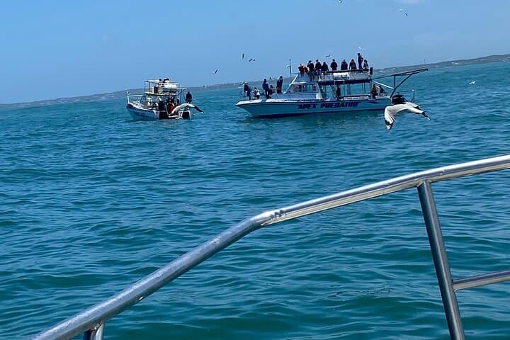 Great White Shark Cage Diving Day Trip from Cape Town to Gansbaai photo 6