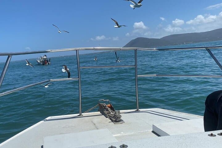 Shark Cage Diving in Gansbaai: Private Boat Access & Cage Experience photo 4