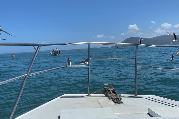 Shark Cage Diving in Gansbaai: Private Boat Access & Cage Experience photo 5