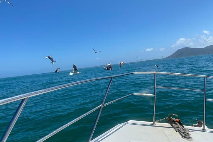 Shark Cage Diving in Gansbaai: Private Boat Access & Cage Experience photo 6