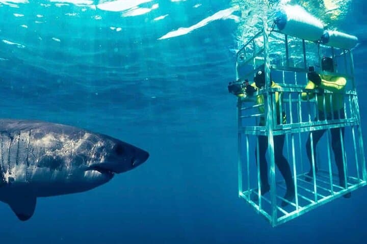 Shark Cage Diving in Gansbaai: Private Boat Access & Cage Experience