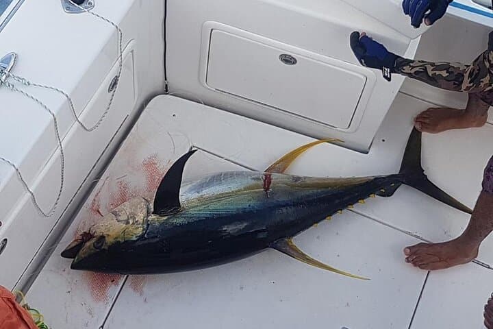 Half-Day Fishing from Praslin Island: Reel Tuna, Marlin & Archipelago Reefs photo 4