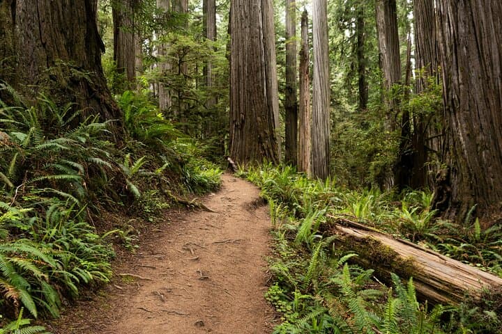 Self-Guided Driving Audio Tour of Redwood National and State Parks photo 4