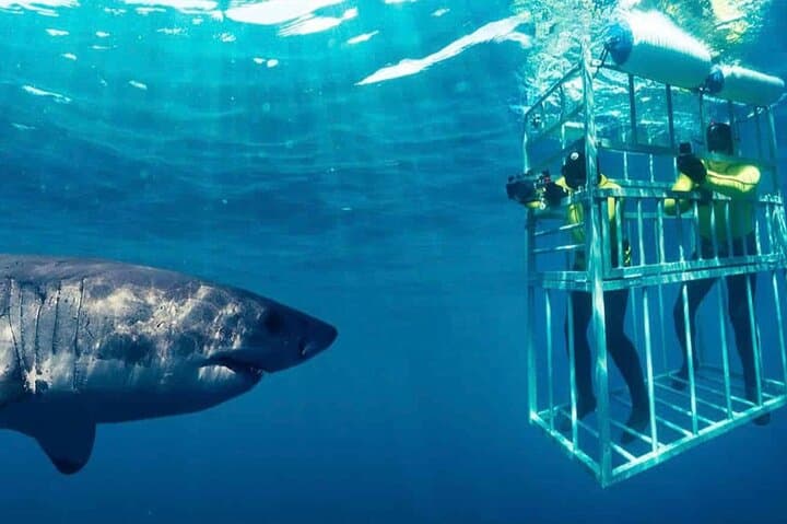 Gansbaai Shark Cage Diving: Full-Day Great White Encounter from Cape Town