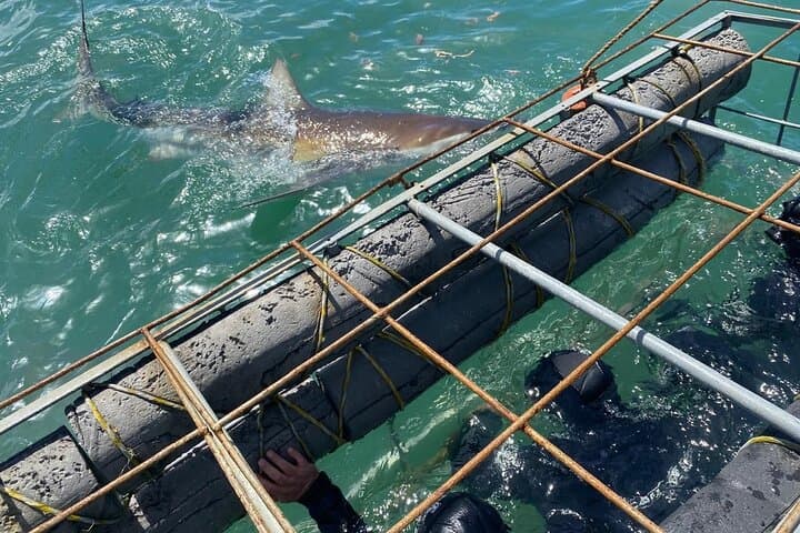 Gansbaai Shark Cage Diving: Full-Day Great White Encounter from Cape Town photo 4