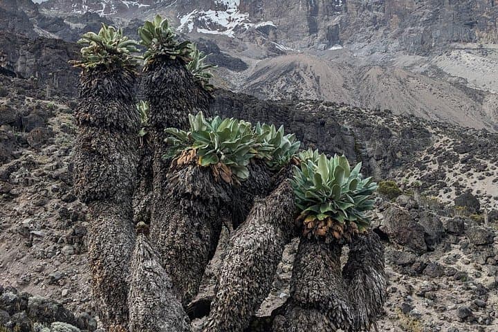 7-Day Lemosho Route Trek to Mount Kilimanjaro — Summit via Scenic Western Approach photo 4