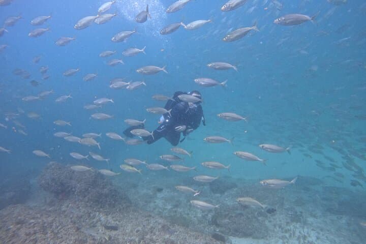 From Dubai to Fujairah: 3-Dive Reef Adventure with Night Dive and BBQ photo 5