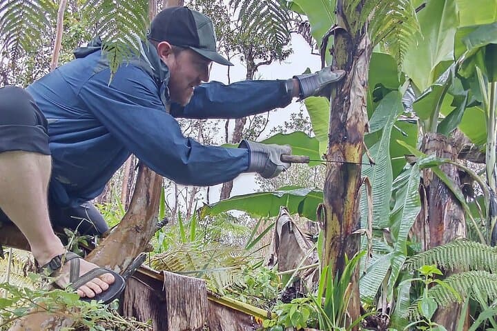 Big Island Jungle Tour: Tiki Carving, Banana Farming & Guava Green Tea in Fern Forest photo 2