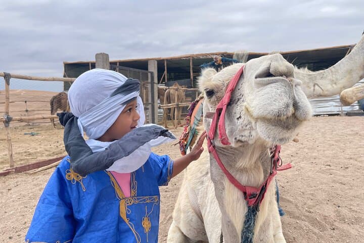 Marrakech Palmeraie Quad and Camel Adventure with Mint Tea photo 4