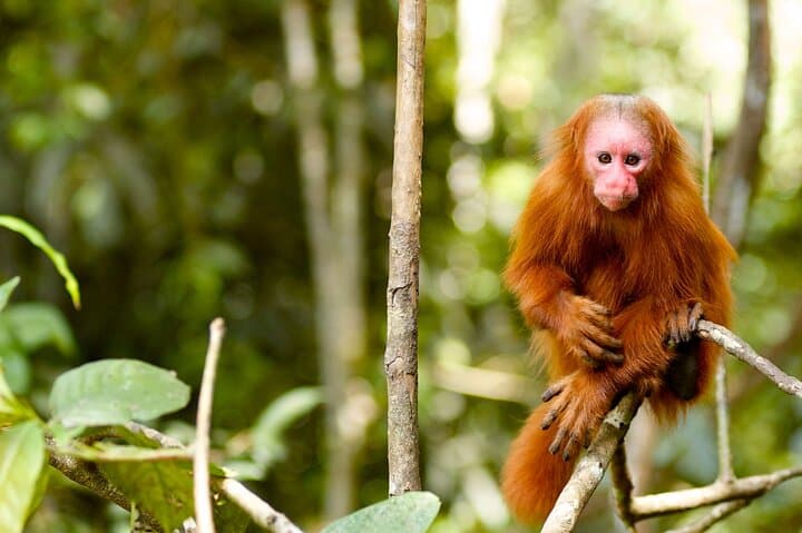2-Day Jungle Camping Express from Iquitos: Dolphins, Monkeys & Night Safaris photo 5