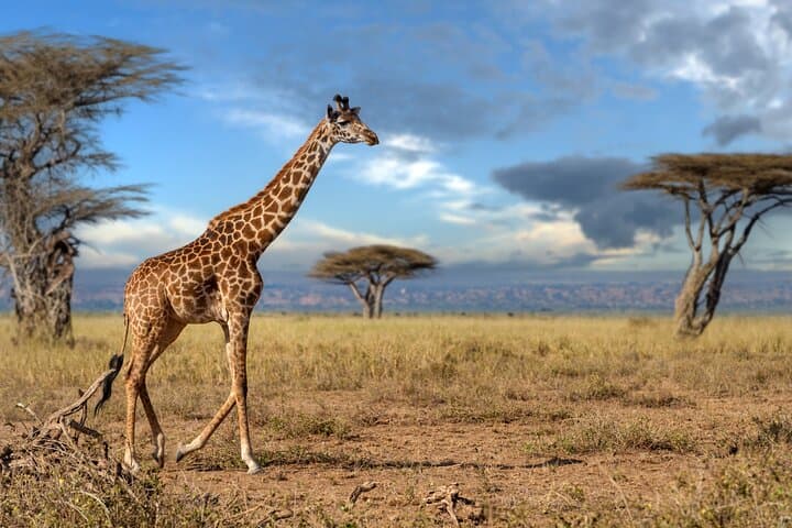 12-Day Private Safari from Arusha — Serengeti, Ngorongoro & Ol Doinyo Lengai photo 6