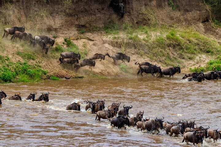 9-Day Private Safari from Arusha — Tarangire, Manyara, Serengeti & Ngorongoro photo 2