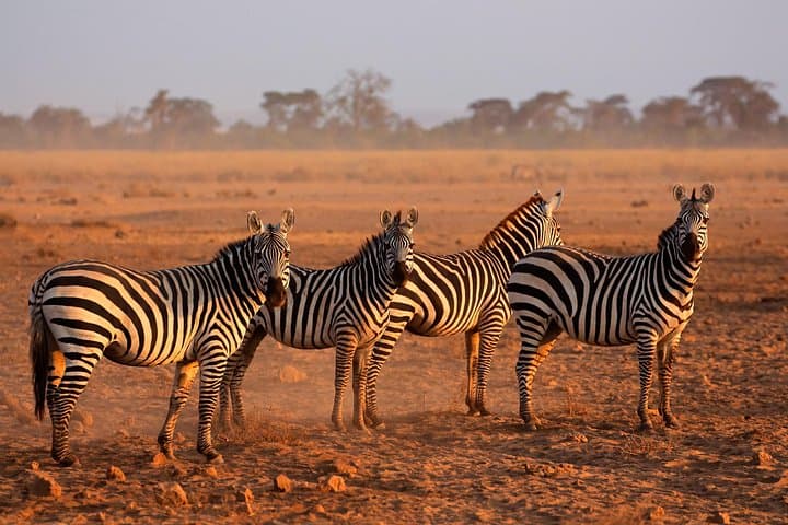 5-Day Midrange Tanzania Safari: Tarangire, Serengeti & Ngorongoro photo 3