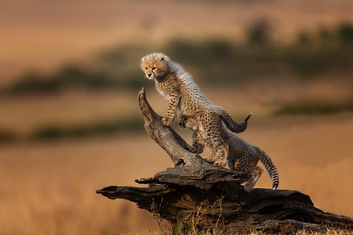 4-Day Tarangire Serengeti Ngorongoro Mid-Range Group Safari photo 4