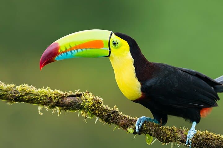 3-Day Yanayacu Jungle Camping: Iquitos Amazon Adventure