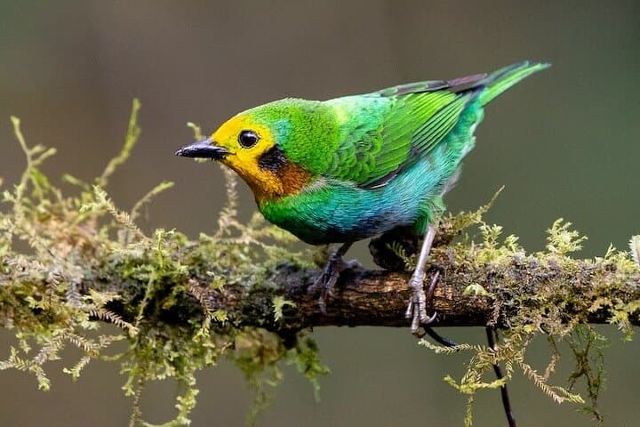 KM18 Cloud Forest Birdwatching & Botany Tour from Cali photo 6