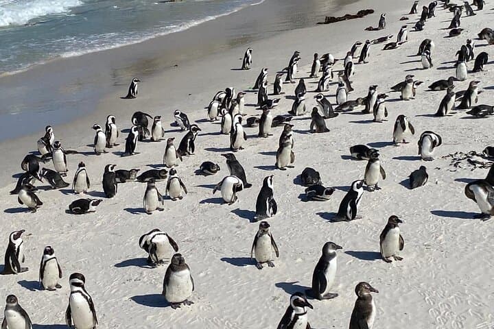 Cape Point & Boulders Beach Penguin Day Tour from Cape Town photo 2