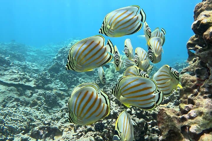 Guided Snorkeling at Olowalu: Beginner-Friendly Tours with Gabriel's Ohana photo 3