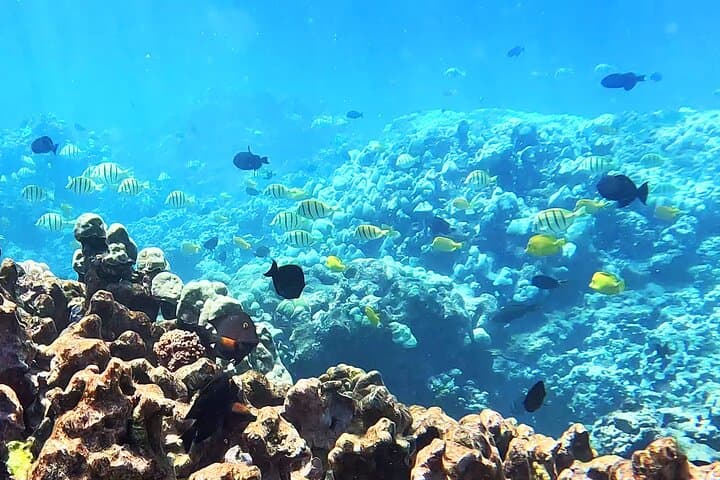 Guided Snorkeling at Olowalu: Beginner-Friendly Tours with Gabriel's Ohana photo 6