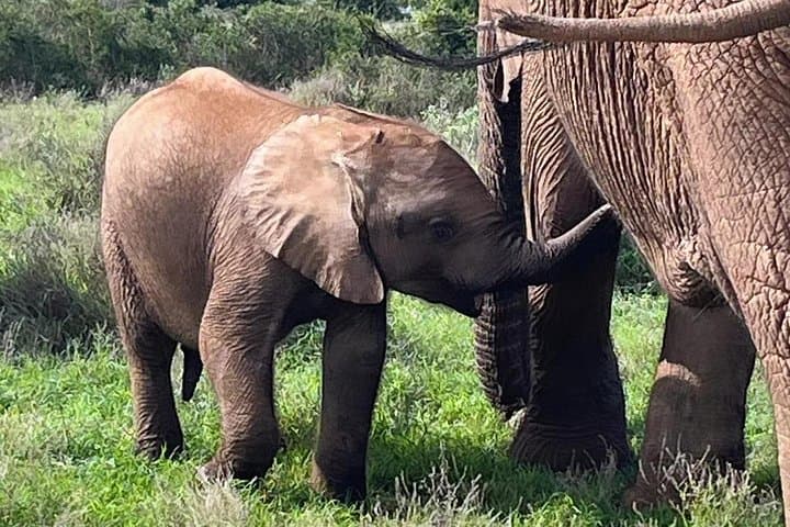 Full-Day Addo Elephant National Park Safari from Port Elizabeth photo 1