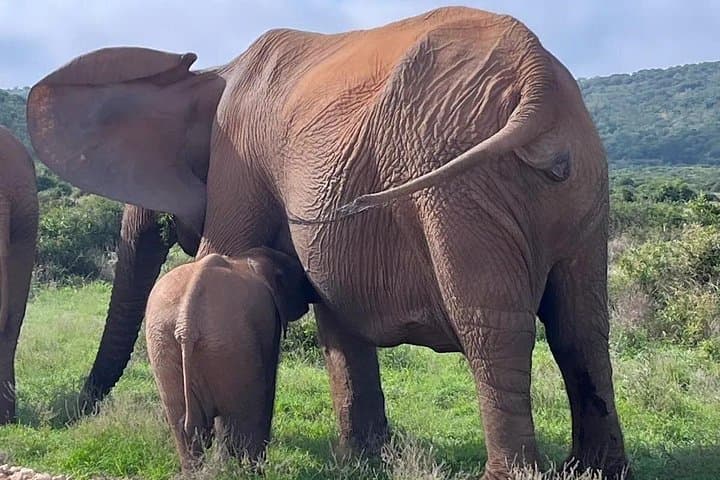 Full-Day Addo Elephant National Park Safari from Port Elizabeth photo 2