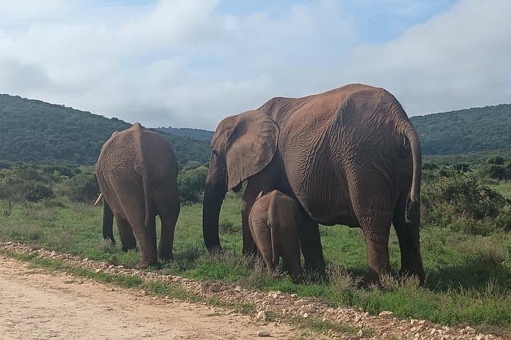 Full-Day Addo Elephant National Park Safari from Port Elizabeth photo 3
