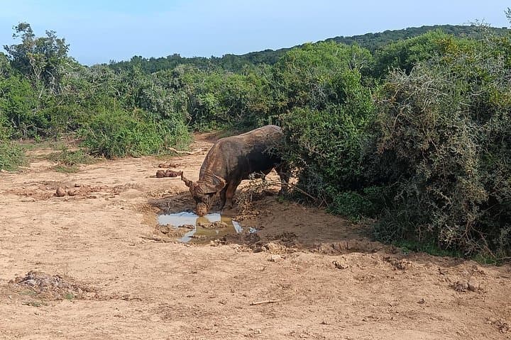 Full-Day Addo Elephant National Park Safari from Port Elizabeth photo 4