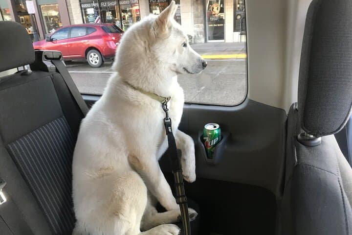Pet-Friendly Full-Day Yellowstone Tour From Cody: Grand Prismatic, Old Faithful & Lower Falls photo 6