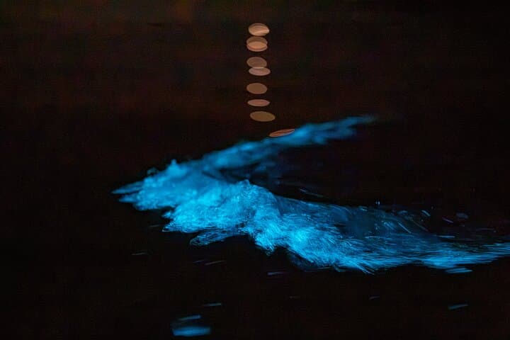 Auckland Bioluminescence Kayak Tour: Night Paddle Through Glowing Waters photo 4