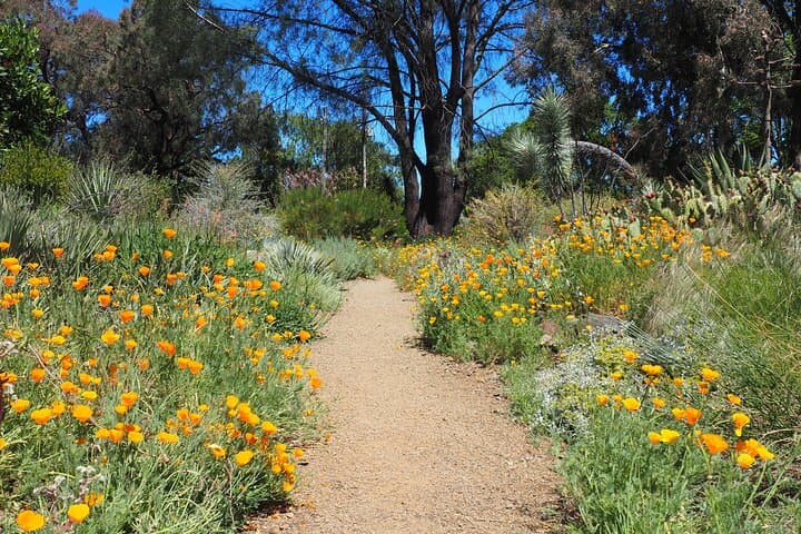 Explore Ruth Bancroft Garden: Walnut Creek Succulent & Cactus Garden Admission photo 4