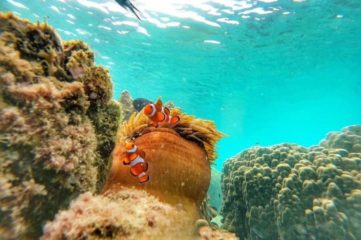 Ko Samet 5-6 Islands Snorkeling Tour: Koh Thalu, Koh Kudi & the Sea Split photo 6