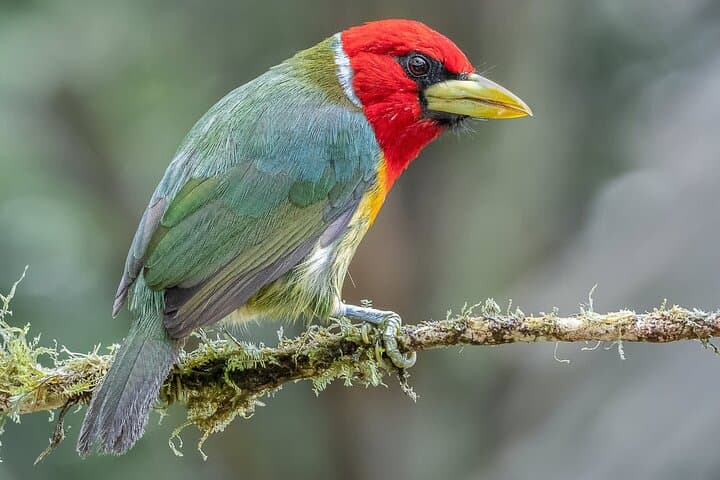 KM18 Cloud Forest Birdwatching & Botany Tour from Cali