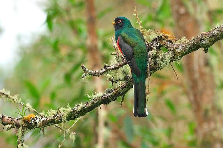 KM18 Cloud Forest Birdwatching & Botany Tour from Cali photo 3