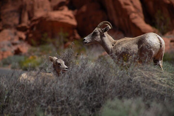 Valley of Fire Guided Hiking Tour from Las Vegas — Petroglyphs, Red Sandstone & Mojave Wilds photo 3