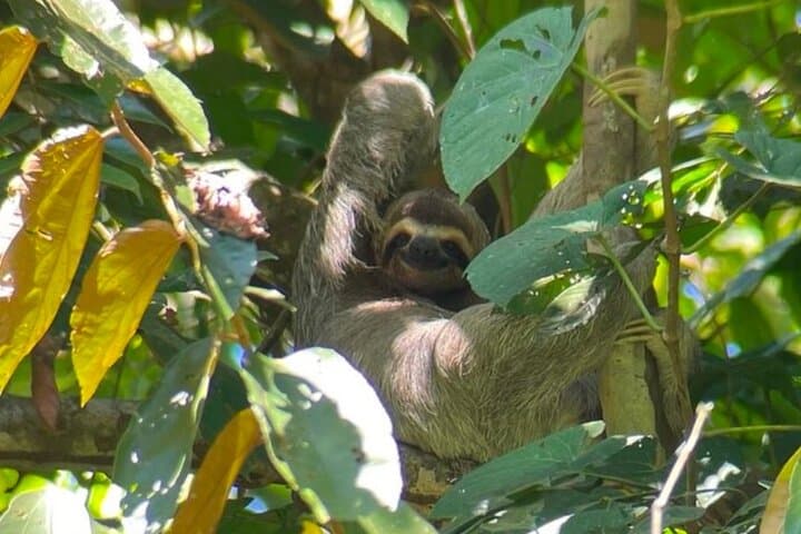 Manuel Antonio Guided Wildlife Walk: Sloths, Monkeys & Coastal Trails photo 2