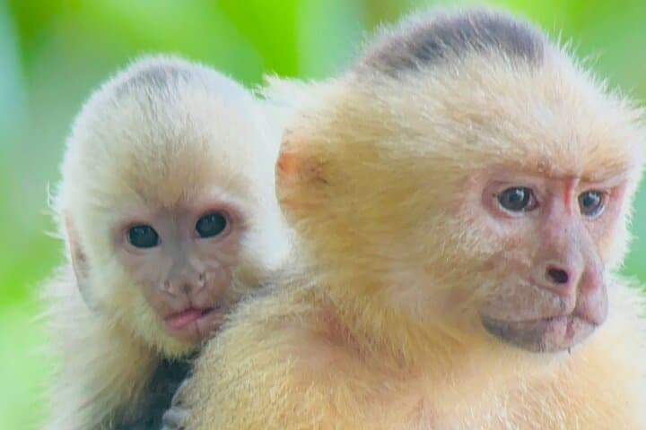 Manuel Antonio Guided Wildlife Walk: Sloths, Monkeys & Coastal Trails photo 5