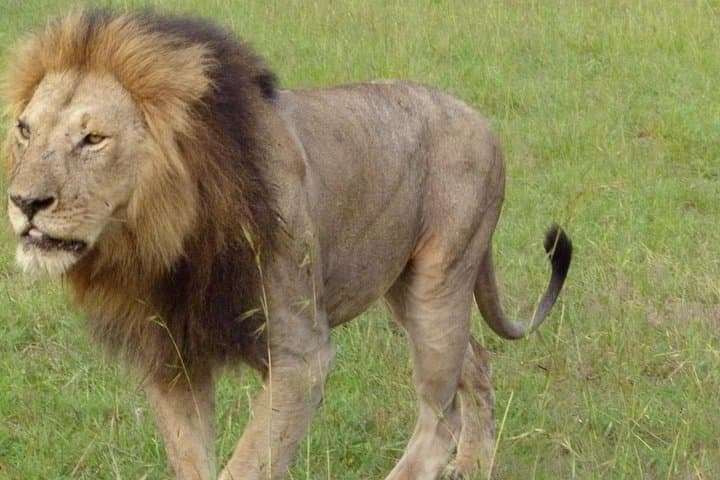 Afternoon Game Drive Nairobi National Park: City-Edge Safari photo 1