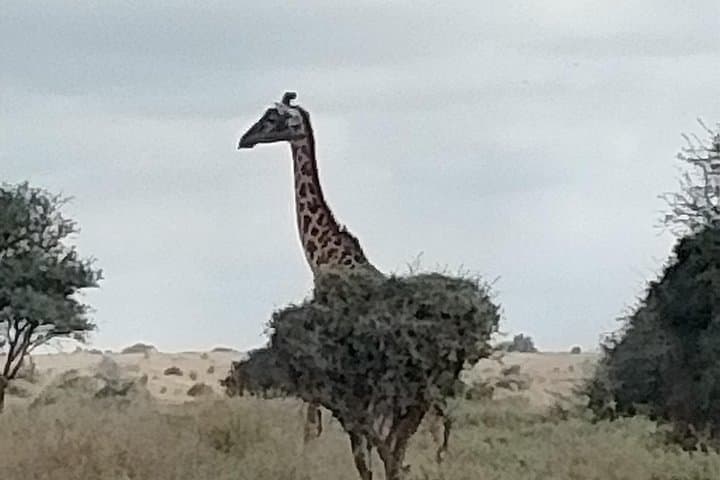 Afternoon Game Drive Nairobi National Park: City-Edge Safari photo 4