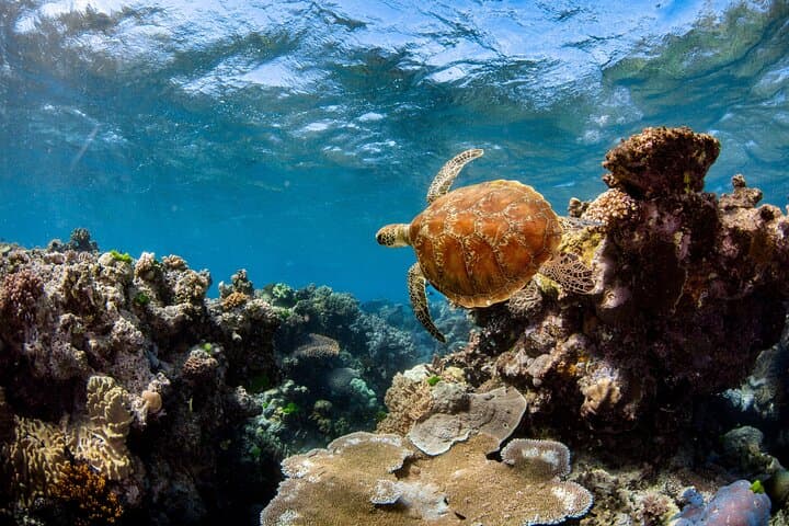 Cairns Best-Value Outer Barrier Reef Cruise with Snorkeling & Optional Scuba photo 6