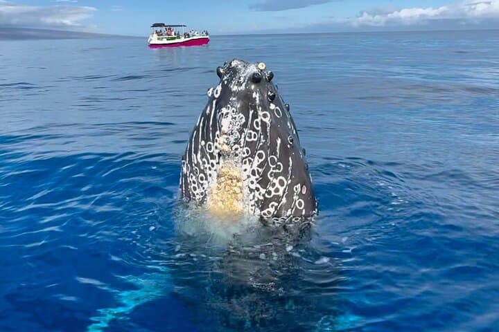 Lahaina Sunrise Whale Watch: 2-Hour Morning Cruise with Hydrophone