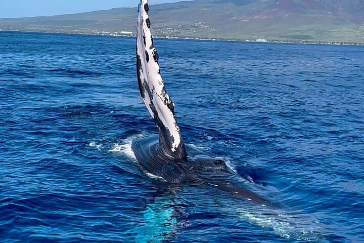 Prime Time Maui Whale Watching: 2-Hour Lahaina Humpback Safari photo 3