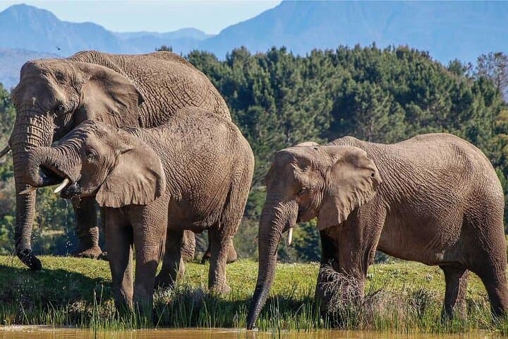 7-Day Garden Route Safari Adventure from Cape Town — Knysna, Tsitsikamma & Wildlife