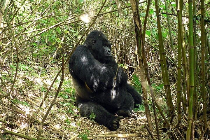 3-Day Gorilla Trekking Safari in Uganda: Bwindi Gorillas & Lake Bunyonyi photo 3