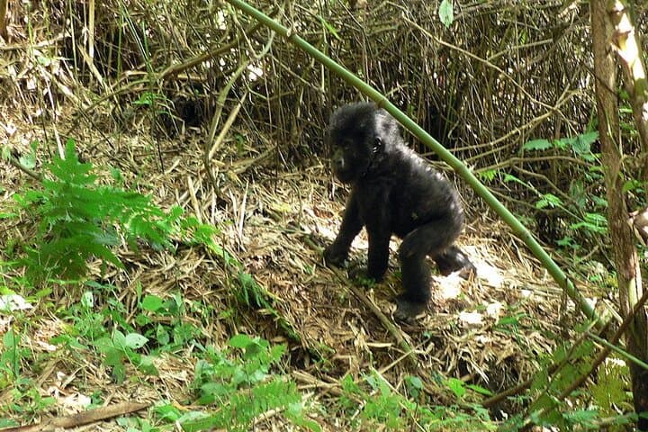 3-Day Gorilla Trekking Safari in Uganda: Bwindi Gorillas & Lake Bunyonyi photo 4